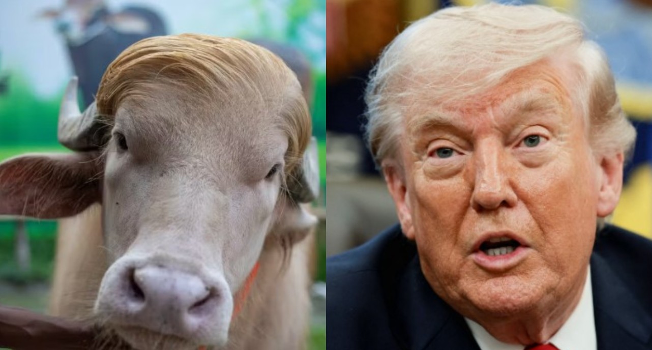 Búfalo ‘Donald Trump’ vai ser sacrificado em festival islâmico em Bangladesh